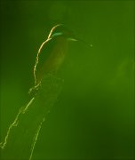 12_DSC9525_Common_Kingfisher_gogreen_80pc