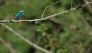 12_DSC9537_Common_Kingfisher_poser_40pc