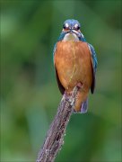 12_DSC9921_Common_Kingfisher_sushi_32pc