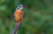 12_DSC9924_Common_Kingfisher_meshi_60pc