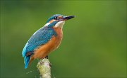 12_DSC9953_Common_Kingfisher_upper_63pc