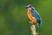 12_DSC9970_Common_Kingfisher_rotund_72pc