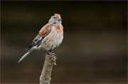 02_DSC1698_Common_Linnet_in_front_of_shed_30