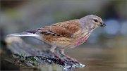 06_DSC0580_Common_Linnet_omen-bird_135pc