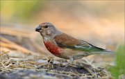 06_DSC6115_Common_Linnet_bloody_belly_84pc