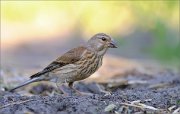 06_DSC6137_Common_Linnet_finesse_93pc