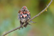 06_DSC6958_Common_Linnet_bloody_bloody_merry_74pc