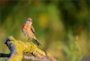 06_DSC7398_Common_Linnet_morning_lifetime_96pc