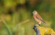 06_DSC7406_Common_Linnet_idyll_86pc