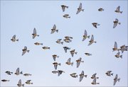 16_DSC0337_Common_Linnet_drift_88pc