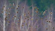 16_DSC4770_Common_Linnet_deduce_43pc