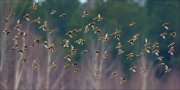 16_DSC4771_Common_Linnet_bevy_52pc