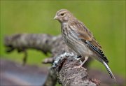 22_DSC2011_Common_Linnet_hunk_76pc