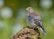 22_DSC2026_Common_Linnet_absorbed_62pc