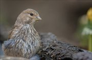 22_DSC2048_Common_Linnet_identity_66pc