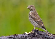 22_DSC2106_Common_Linnet_dashing_66pc