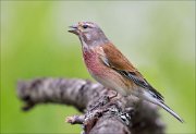 22_DSC3193_Common_Linnet_sonata_77pc