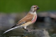 22_DSC3307_Common_Linnet_fraught_87pc