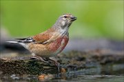 22_DSC3498_Common_Linnet_idyll_87pc
