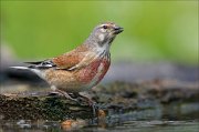 22_DSC3498_Common_Linnet_idyll_87pc