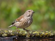 P1510545_Common_Linnet