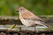 P1510959_Common_Linnet_female_in_the_pool-2_80pc