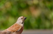 P1520063_Common_Linnet_male_half_and_bg_55pc