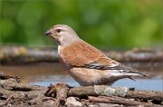 P1520301_Common_Linnet_without_legs_in_pond_72pc