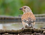 P1520420_Common_Linnet_male_backview_55pc