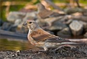 P1540703_Common_Linnet