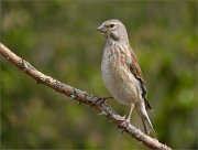 P1590461_Common_Linnet_female_on_sharp_perch_76pc