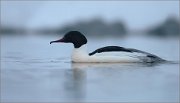 05_DSC0941_Common_Merganser_in_fog_78pc