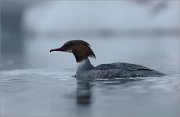 05_DSC0955_Common_Merganser_female_in_fog_63pc