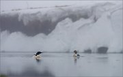 05_DSC0967_Common_Merganser_great_steep_mist_fog_and_haze_89pc