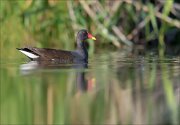 12_DSC6496_Common_Moorhen_cagy_29pc