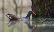 15_DSC3237_Common_Moorhen_coarse_38pc