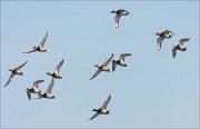 20_DSC7095_Common_Pochard_tangle_62pc