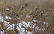 05_DSC7096_Common_Redpoll_flock_48pc