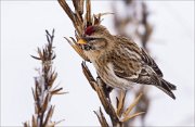 14_DSC5921_Common_Redpoll_keen_49pc