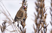 14_DSC5965_Common_Redpoll_sure_70pc