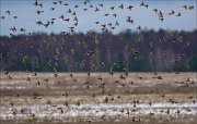 16_DSC1949_Common_Redpoll_intrusion_86pc