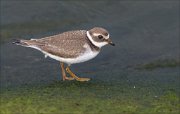 23_DSC9572_Common_Ringed_Plover_crumb_56pc