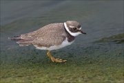 23_DSC9589_Common_Ringed_Plover_fussy_50pc