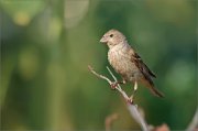 06_DSC7327_Common_Rosefinch_coxcomb_58pc