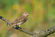 06_DSC7332_Common_Rosefinch_variegated_82pc