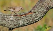 06_DSC7341_Common_Rosefinch_lichenbird_88pc