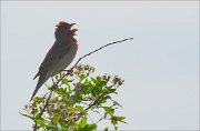 17_DSC5335_Common_Rosefinch_canto_24pc