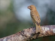 22_DSC5616_Common_Rosefinch_caller_70pc