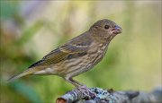 22_DSC5631_Common_Rosefinch_stiff_94pc