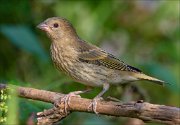 22_DSC5633_Common_Rosefinch_bulge_96pc